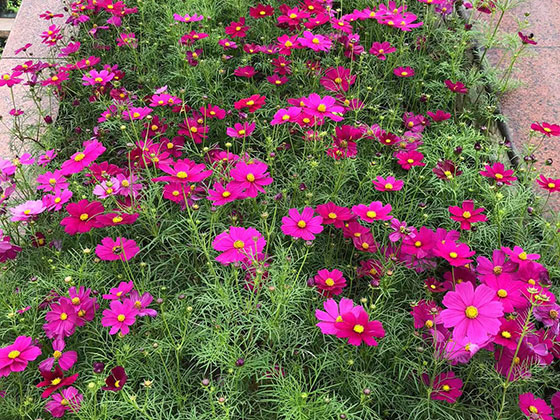 盐城人造花仿真花-写字楼室外绿化